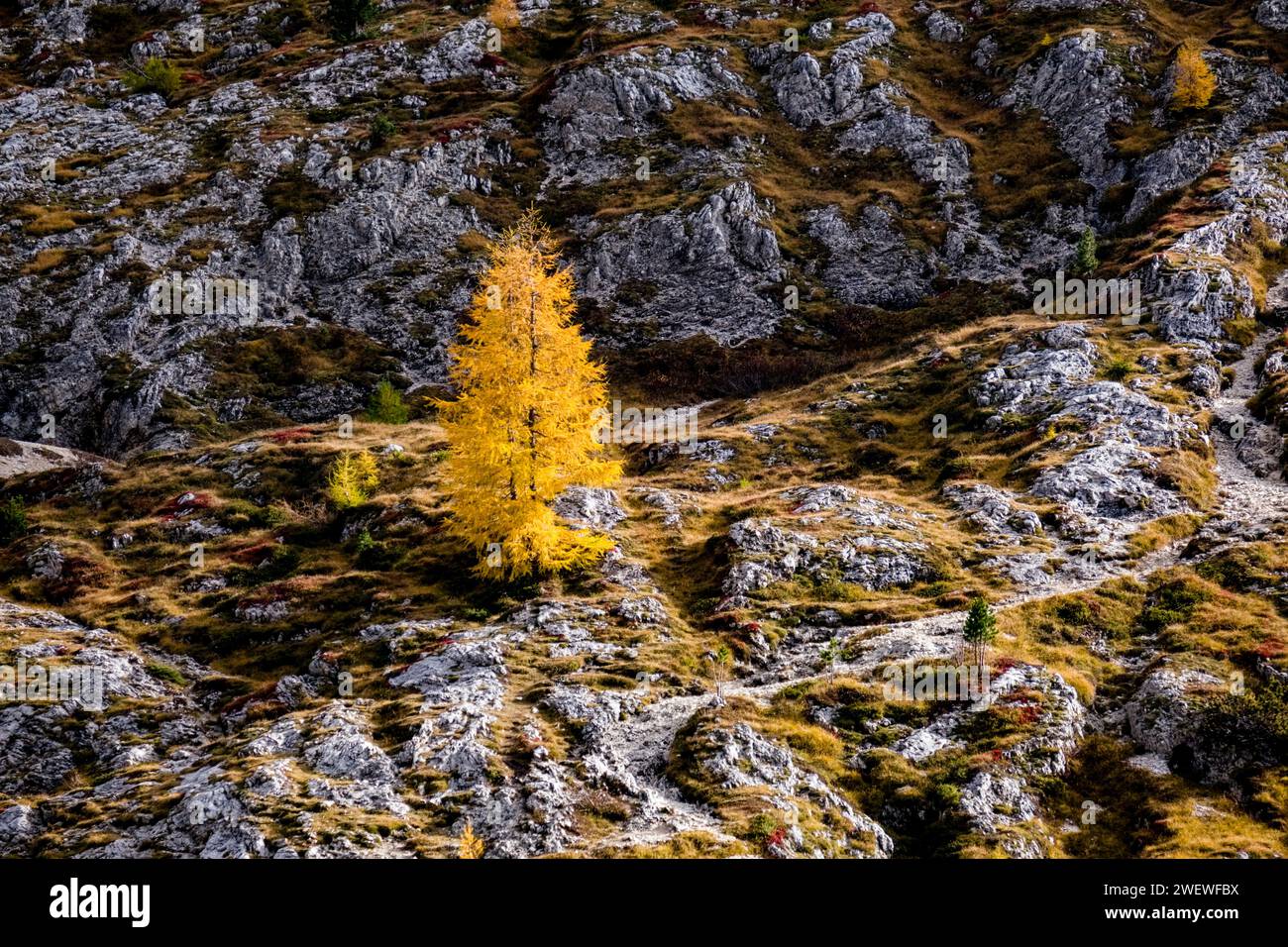 A yellow solitary larch tree grows next to a hiking trail near the Falzarego Pass in autumn. Stock Photo