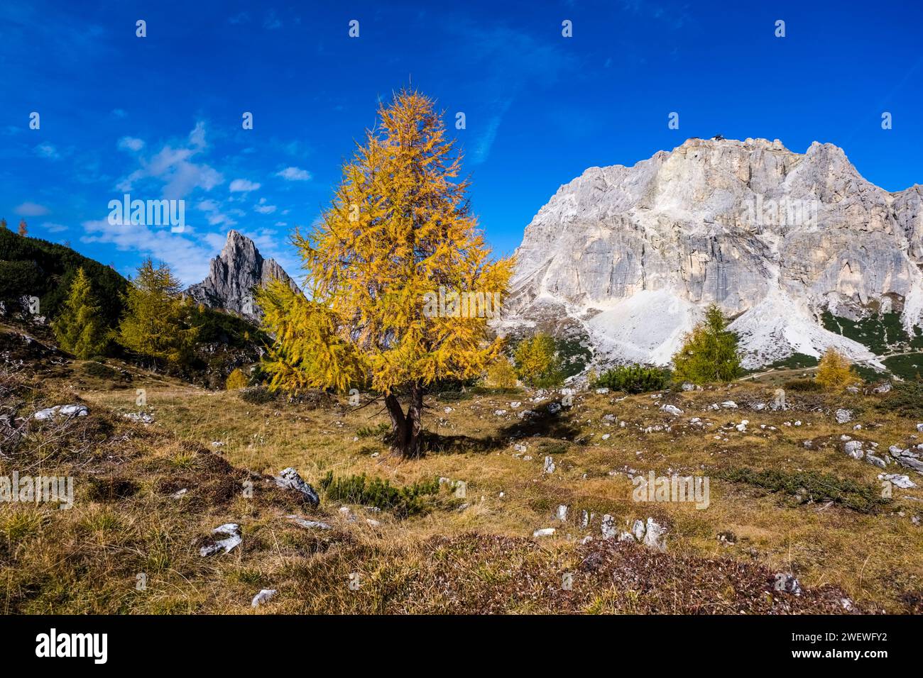 Colourful larch trees on the slopes around Falzarego Pass in autumn, Hexenstein (left) and Piccolo Lagazuoi (right) in the distance. Stock Photo