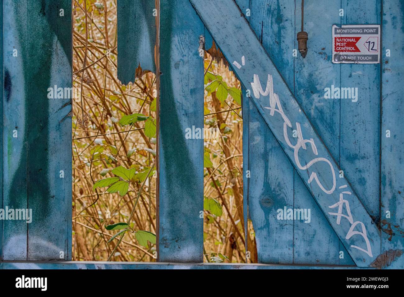 Detail of a Battered Wooden Door Inside the Old, Abandoned Creamery, Great Torrington. Stock Photo