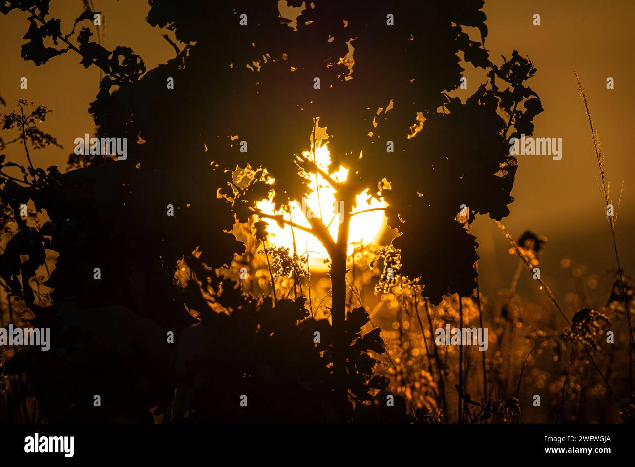 Amber colors at sunrise hi-res stock photography and images - Alamy