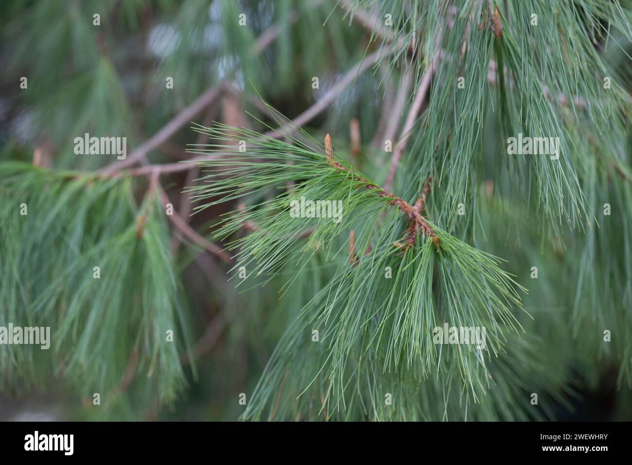 Long-coniferous pine. Pinus leiophylla Schiede ex Schltdl. Commonly known as the thin-leaved pine, it is a species of coniferous trees in the Pine fam Stock Photo