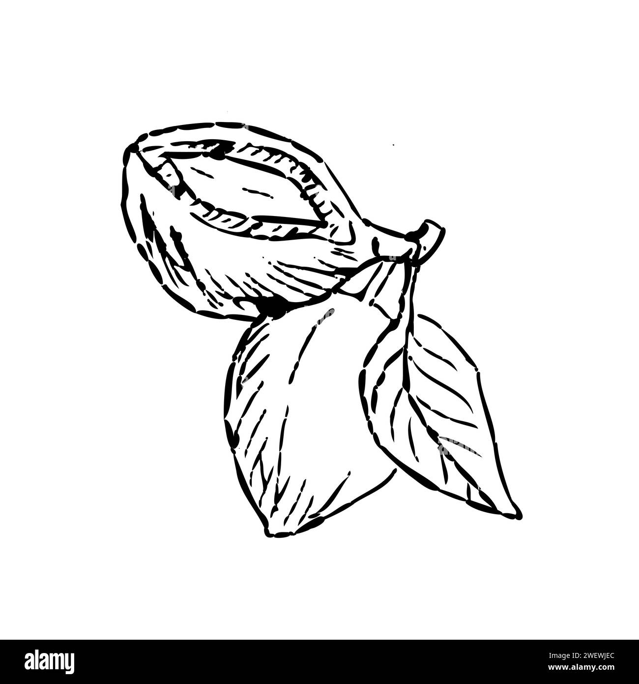 Hand drawn Macadamia Nuts with leaf outline sketch. Vector illustration