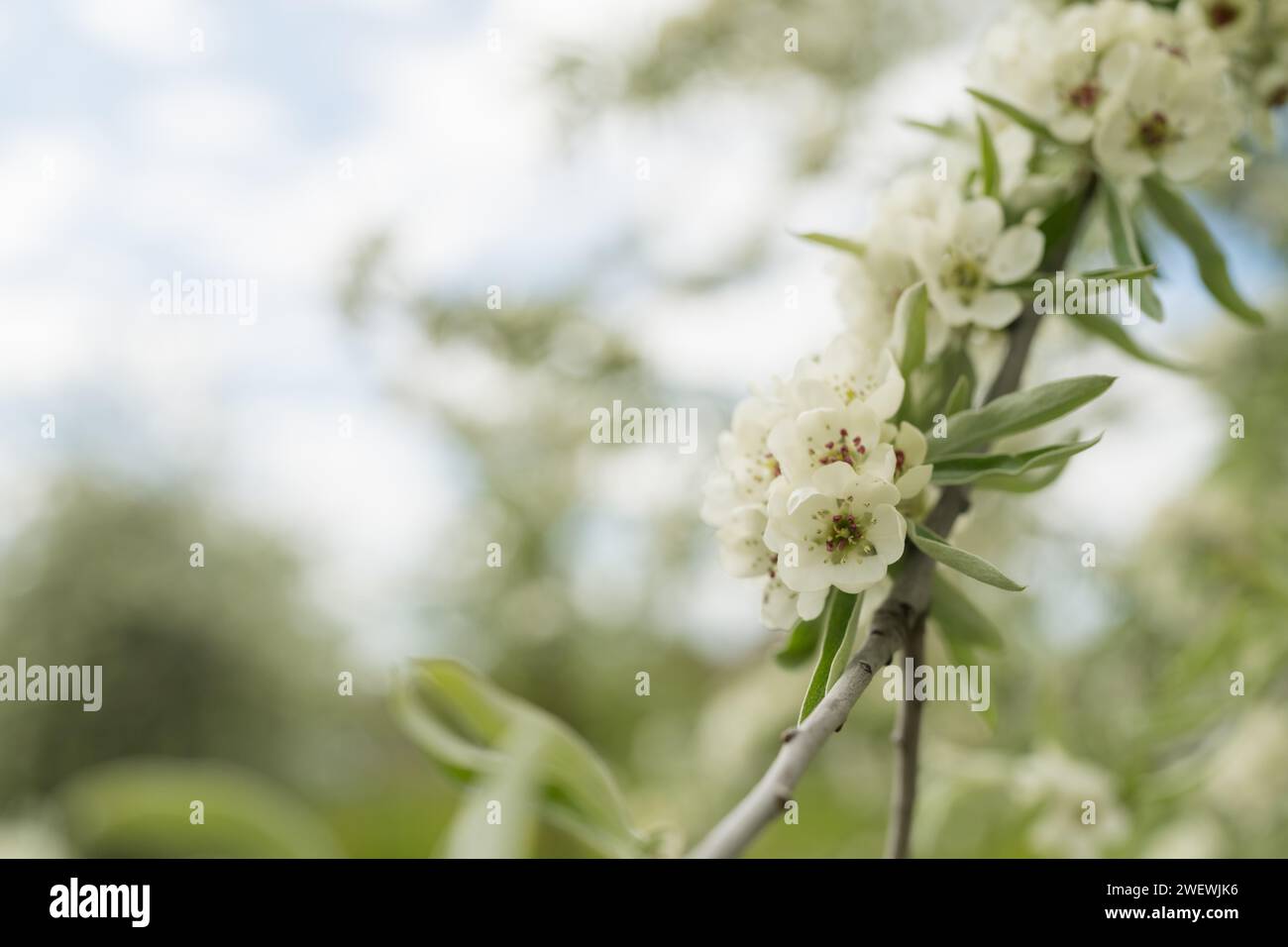 Willow leaf pear blossom in spring, shallow focus Stock Photo