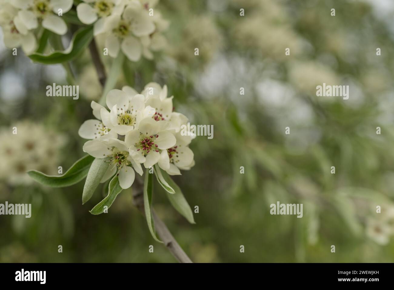 Willow leaf pear blossom in spring, shallow focus Stock Photo