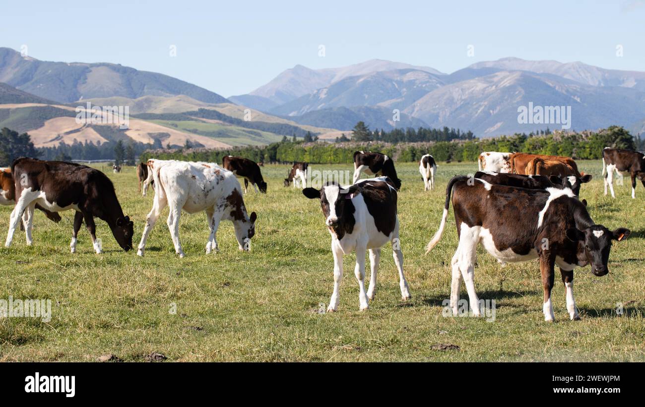 Calves graze in an open field in New Zealand. Livestock Stock Photo - Alamy