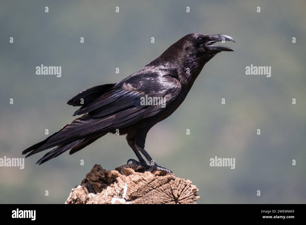 common raven, Corvus corax, perched on a tree trunk, Catalonia, Spain Stock Photo