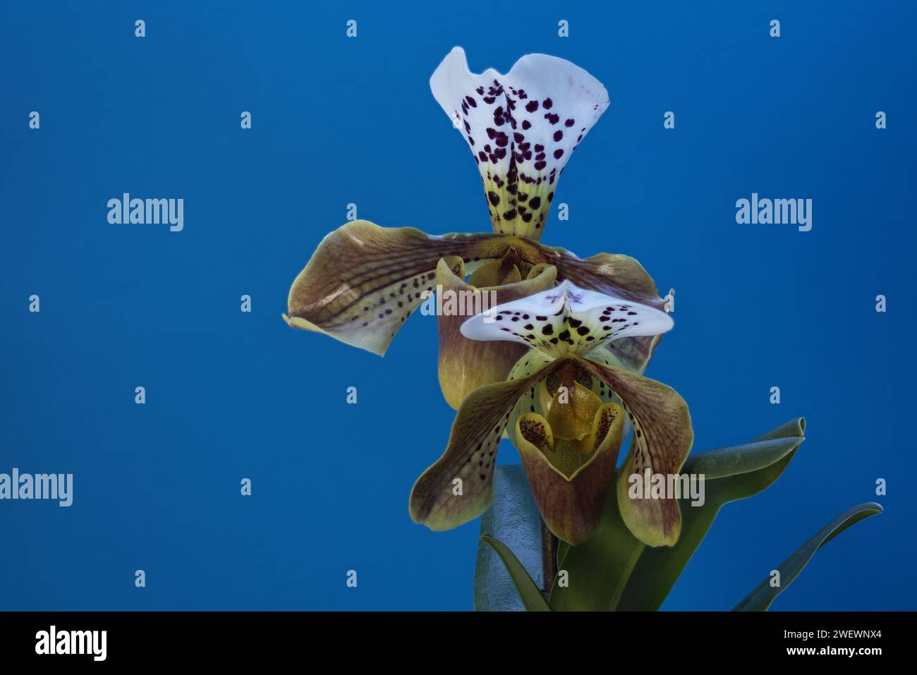 Orchid Paphiopedilum “American Hybrid” with two flowers in bloom, with increased depth of field Stock Photo