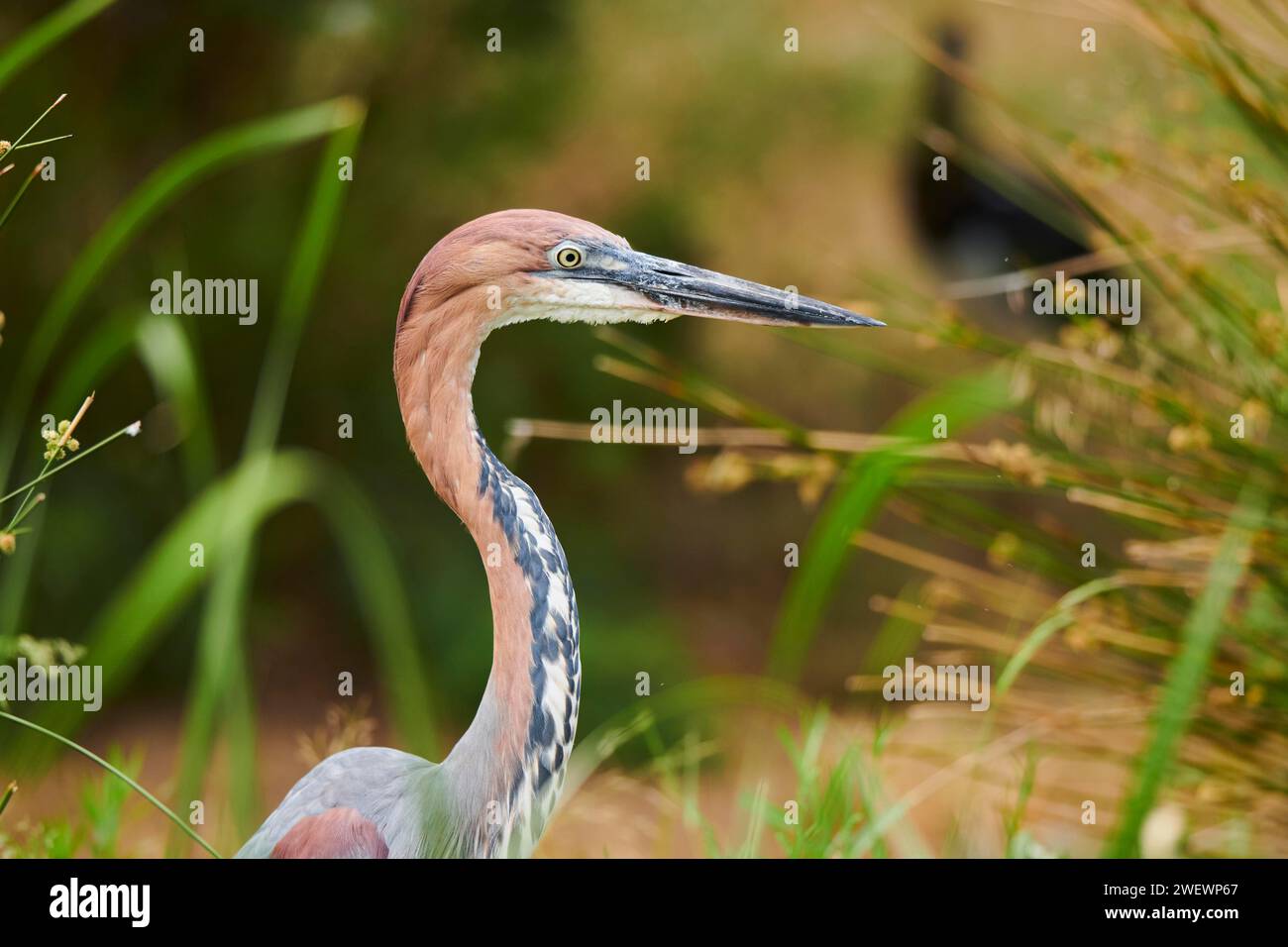 Goliath Heron Ardea Goliath Standing In The Bushes At The Water goliath-heron-ardea-goliath-standing-in-the-bushes-at-the-water
