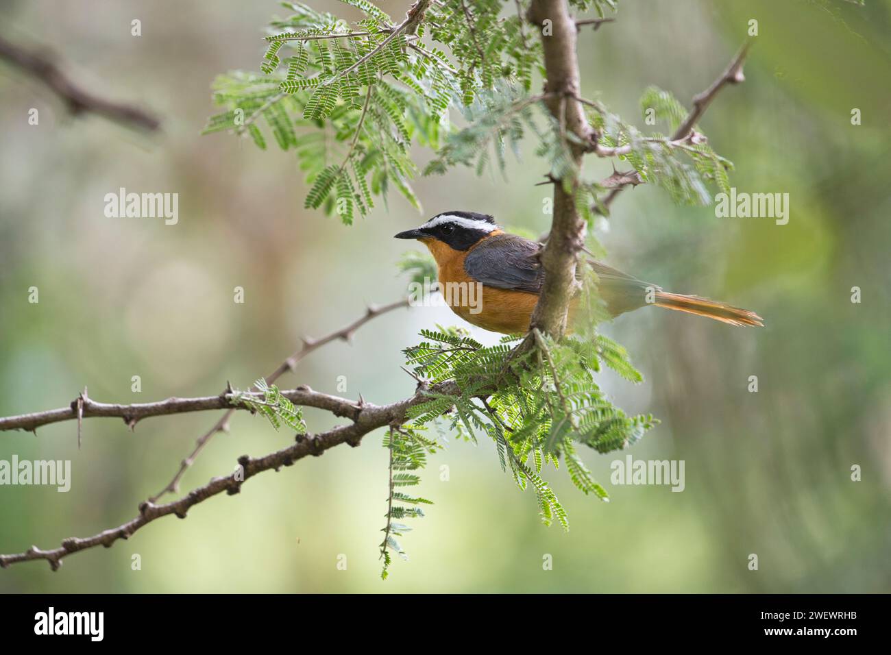 White-browed robin-chat (Cossypha heuglini Stock Photo - Alamy