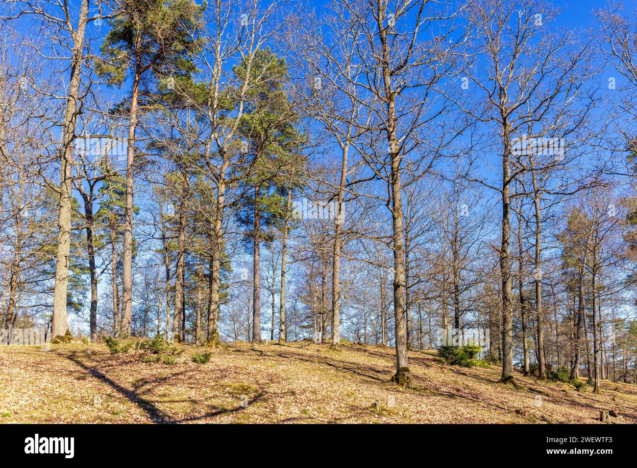 Grove of trees on a hill a sunny day at springtime Stock Photo