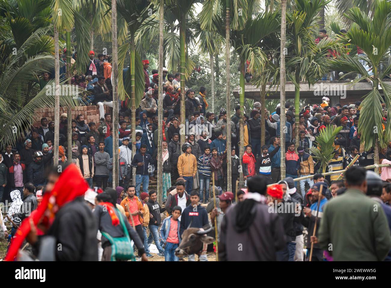 Large group of people looking traditional Moh-Juj (Buffalo fight) competition as a part of Magh Bihu Festival on January 16, 2024 in Ahatguri, India. Stock Photo