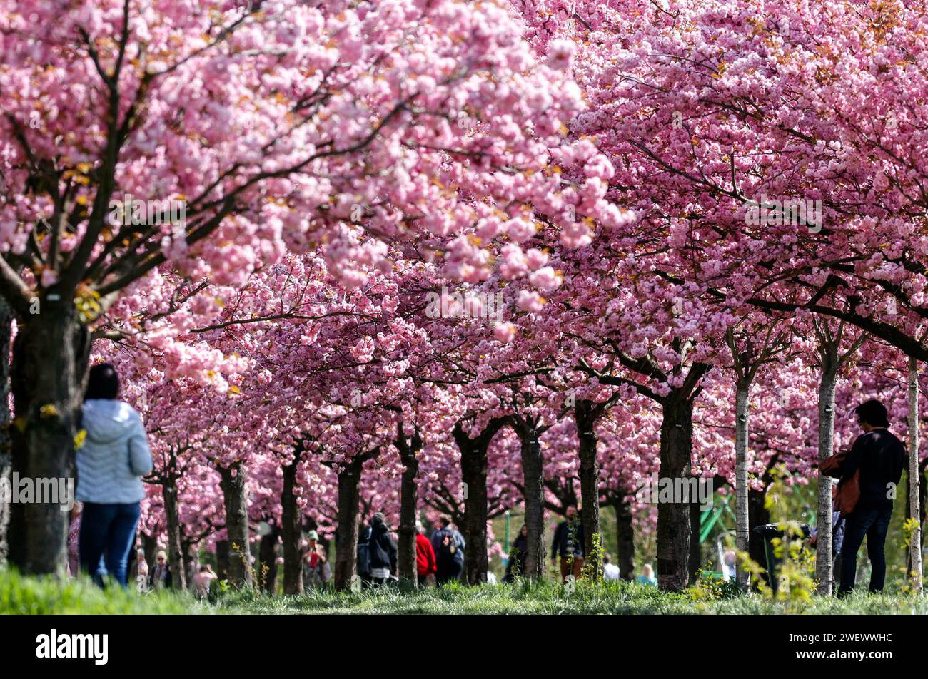 Blossoming cherry trees on the TVAsahi cherry blossom avenue. Kirschbluetenalle is located