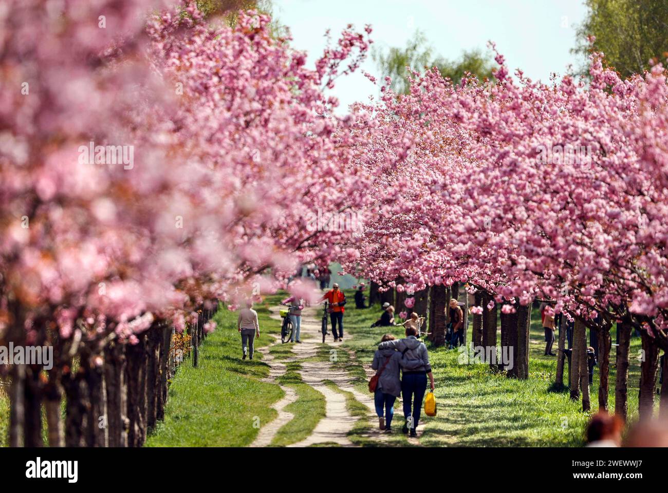 Blossoming cherry trees on the TVAsahi cherry blossom avenue. Kirschbluetenalle is located
