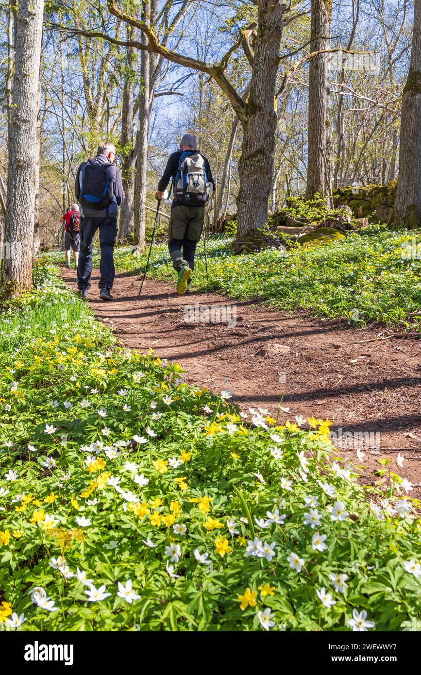 Men walking on a woodland hiking trail with blooming Wood anemone (Anemone nemorosa) and yellow wood anemone (Anemone ranunculoides) in springtime Stock Photo
