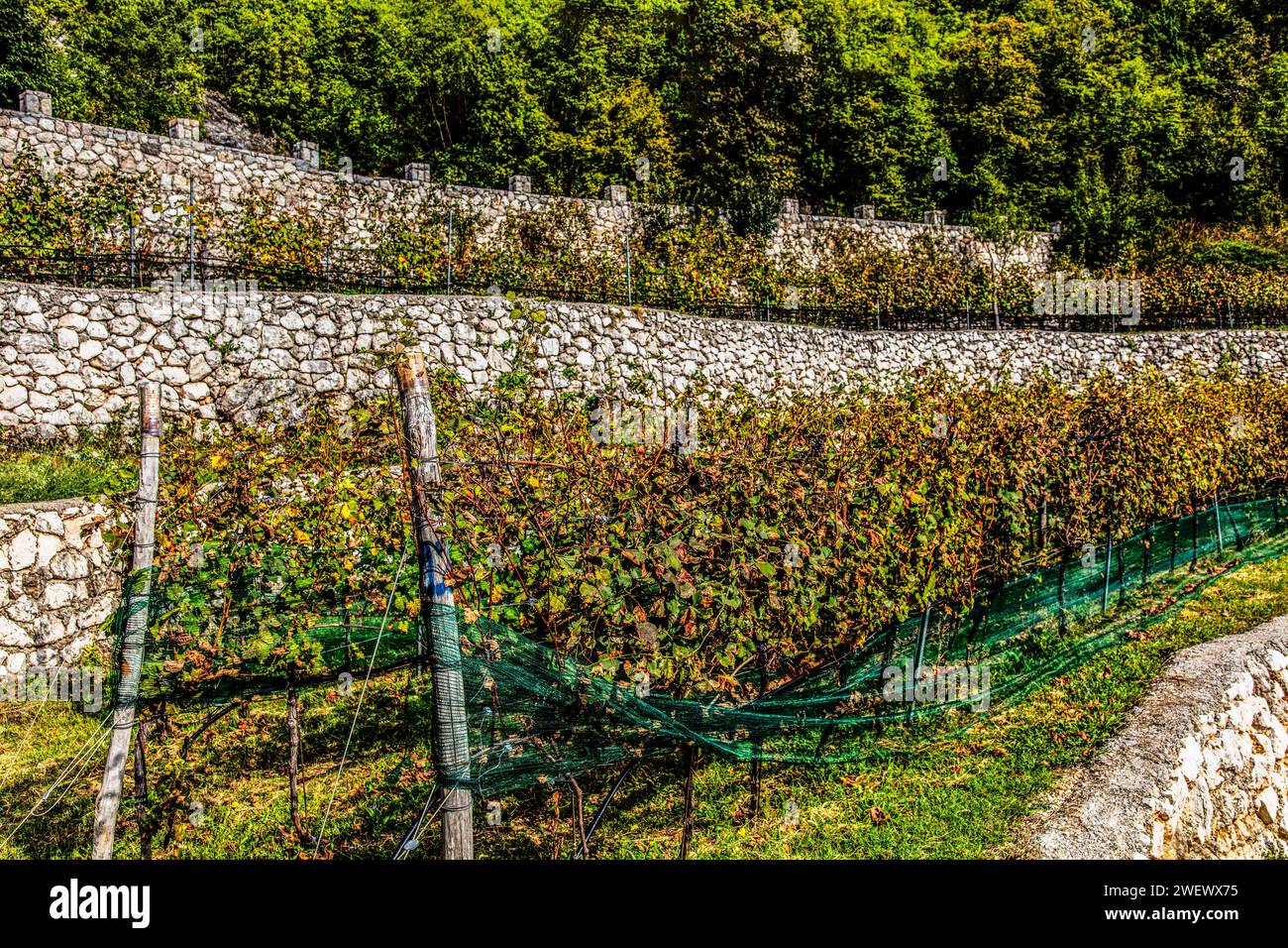Small, modern family winery Marcovic near Cetinje, Montenegro, Cetinje, Montenegro Stock Photo
