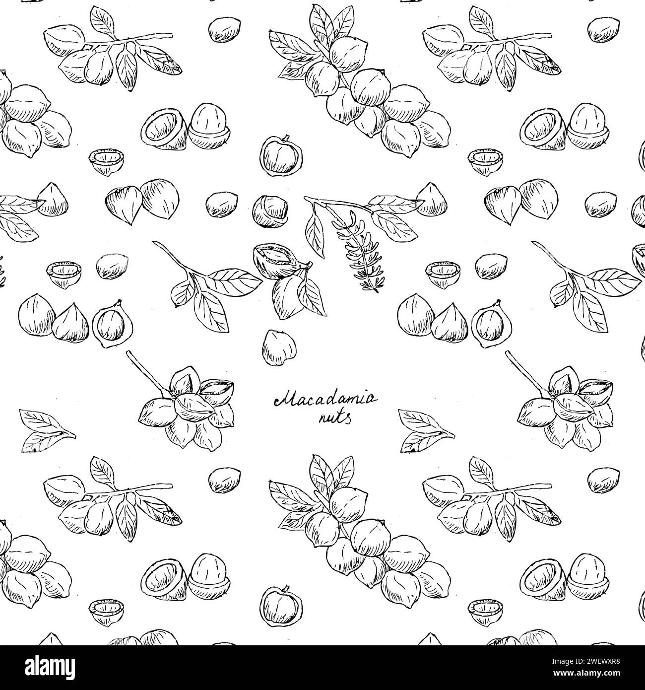 Background of Macadamia black branch and nuts with lettering. Vector ...