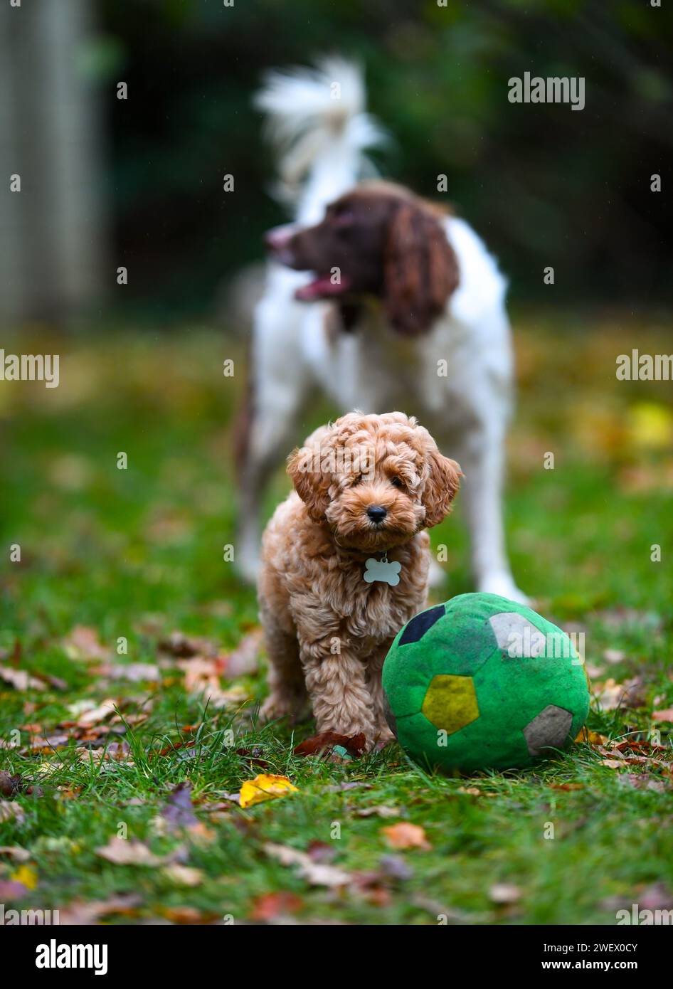 An adorable puppy dog Cavapoochon playing outside in a garden amongst the leaves. Stock Photo