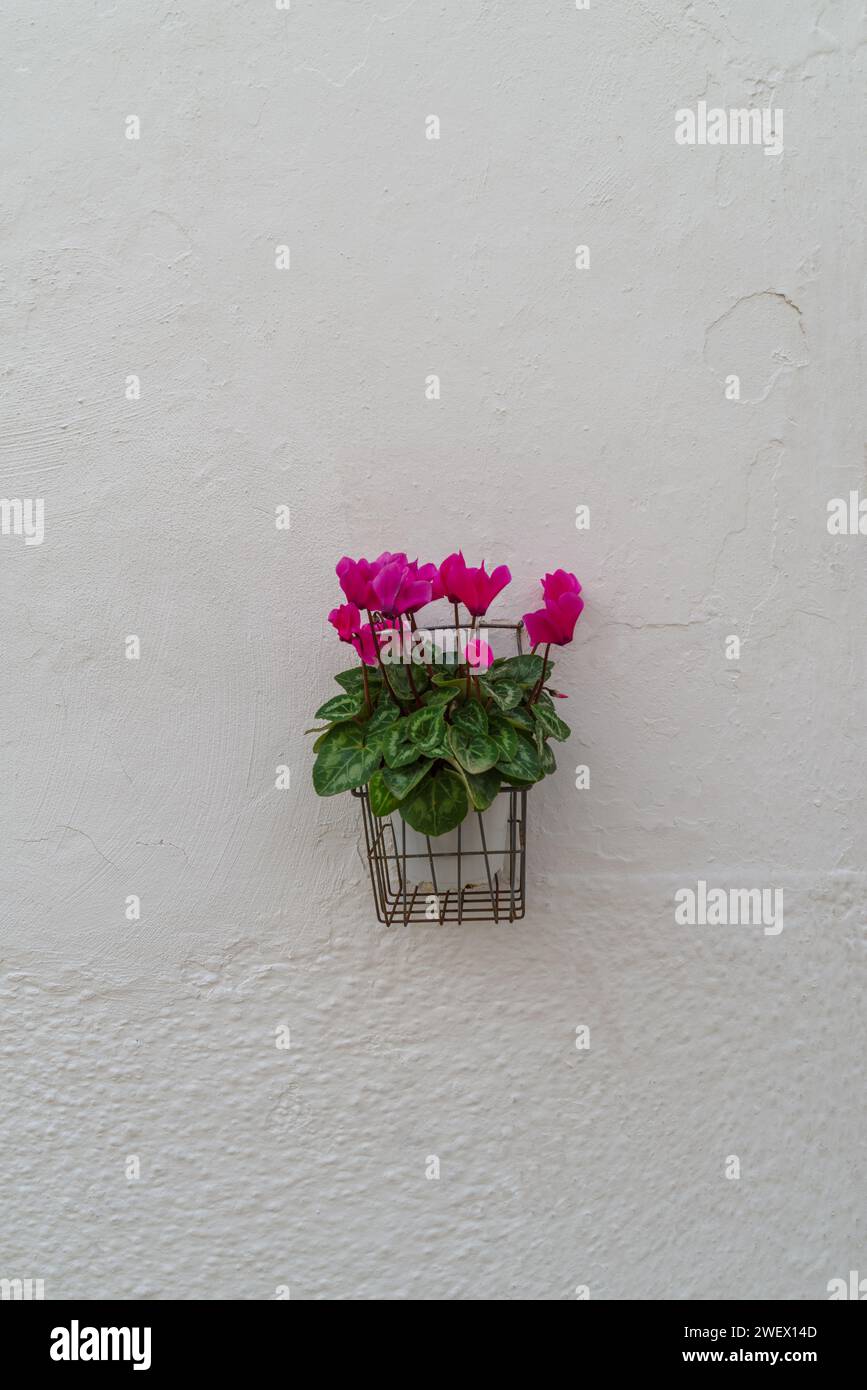 Flowering potted plant in the medieval village of Locorotondo, Puglia region, Italy Stock Photo