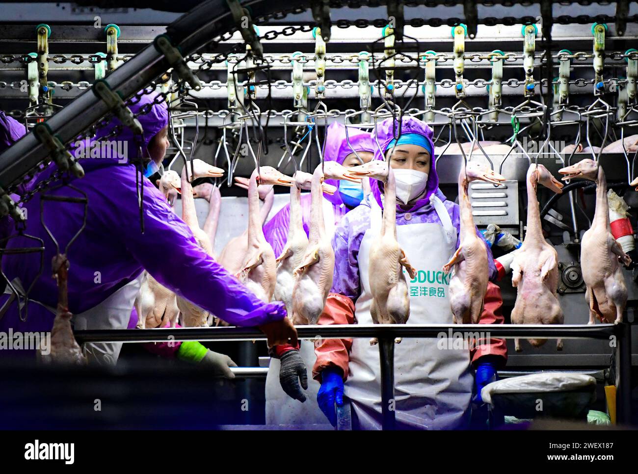Meat processing works hi-res stock photography and images - Alamy