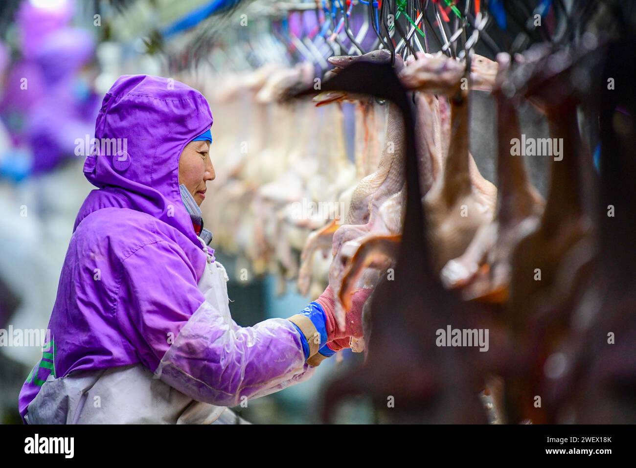 Meat processing works hi-res stock photography and images - Alamy