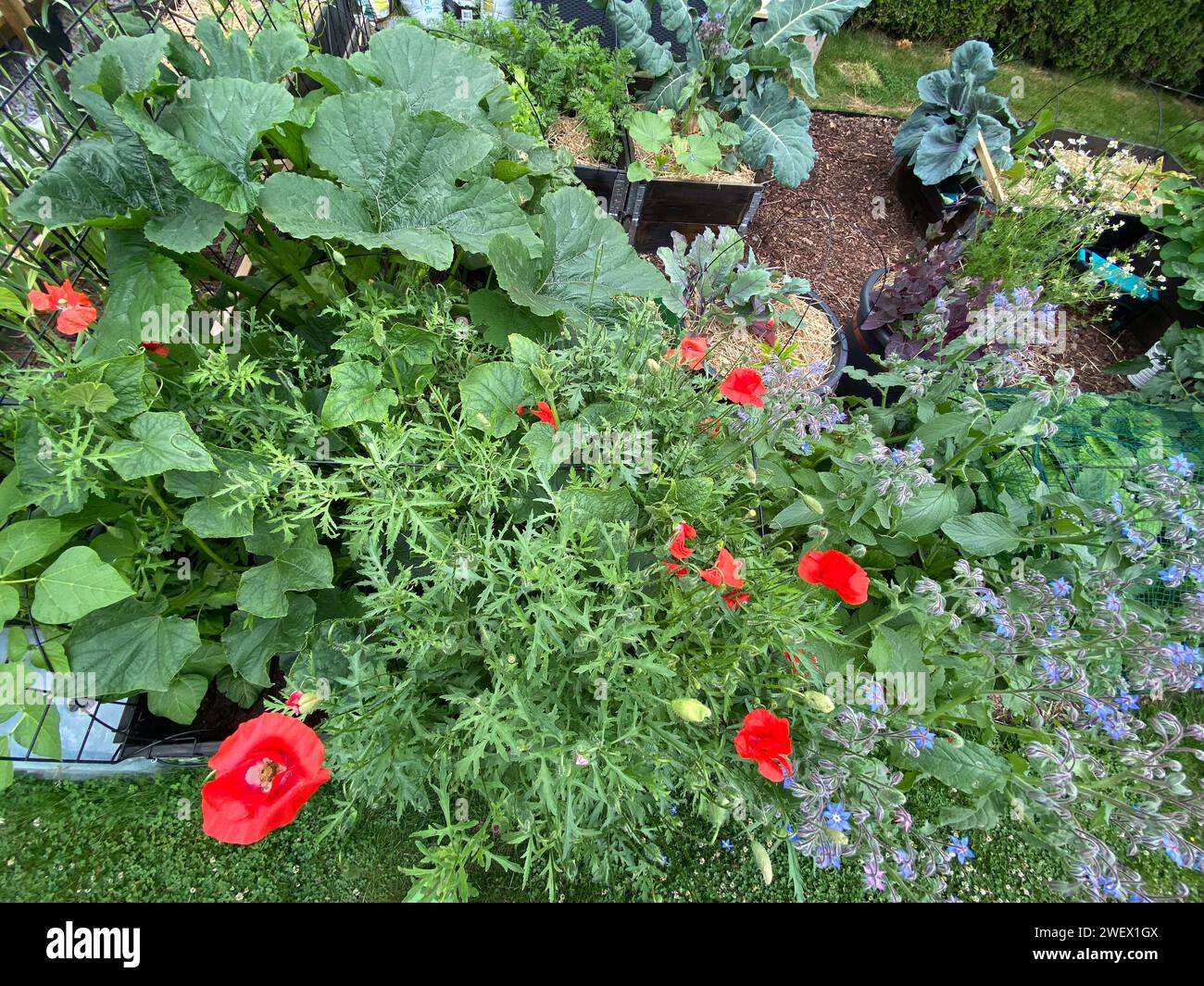 The various flowers and plants showcased in a beautiful garden Stock Photo