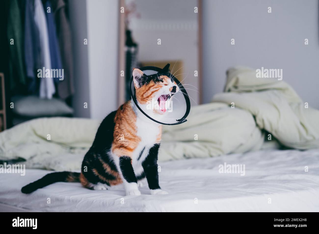 Elizabethan type collar hires stock photography and images Alamy