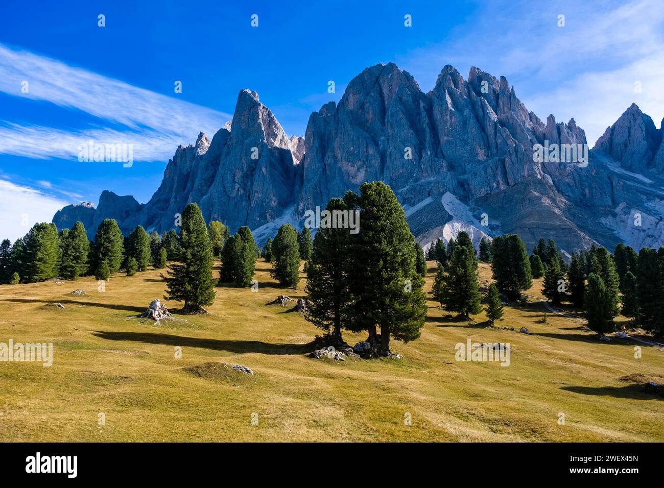 Pine trees on the pastures at Malga Geisler, Geisler Alm, in autumn, north faces and summits of Odle group in the distance. Bolzano Trentino-Alto Adig Stock Photo