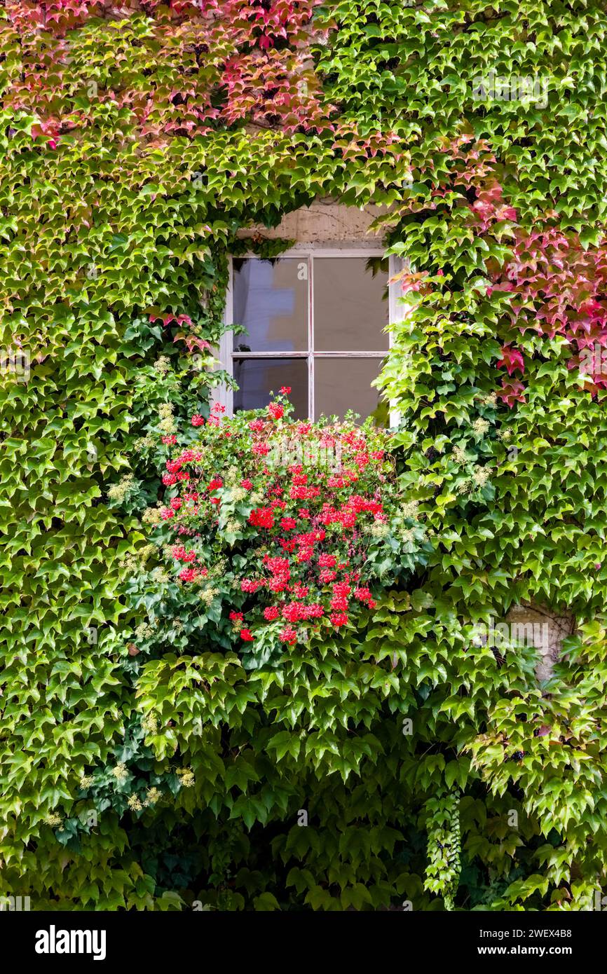 Colourful leaves of the wild vine and common ivy Hedera helix growing ...