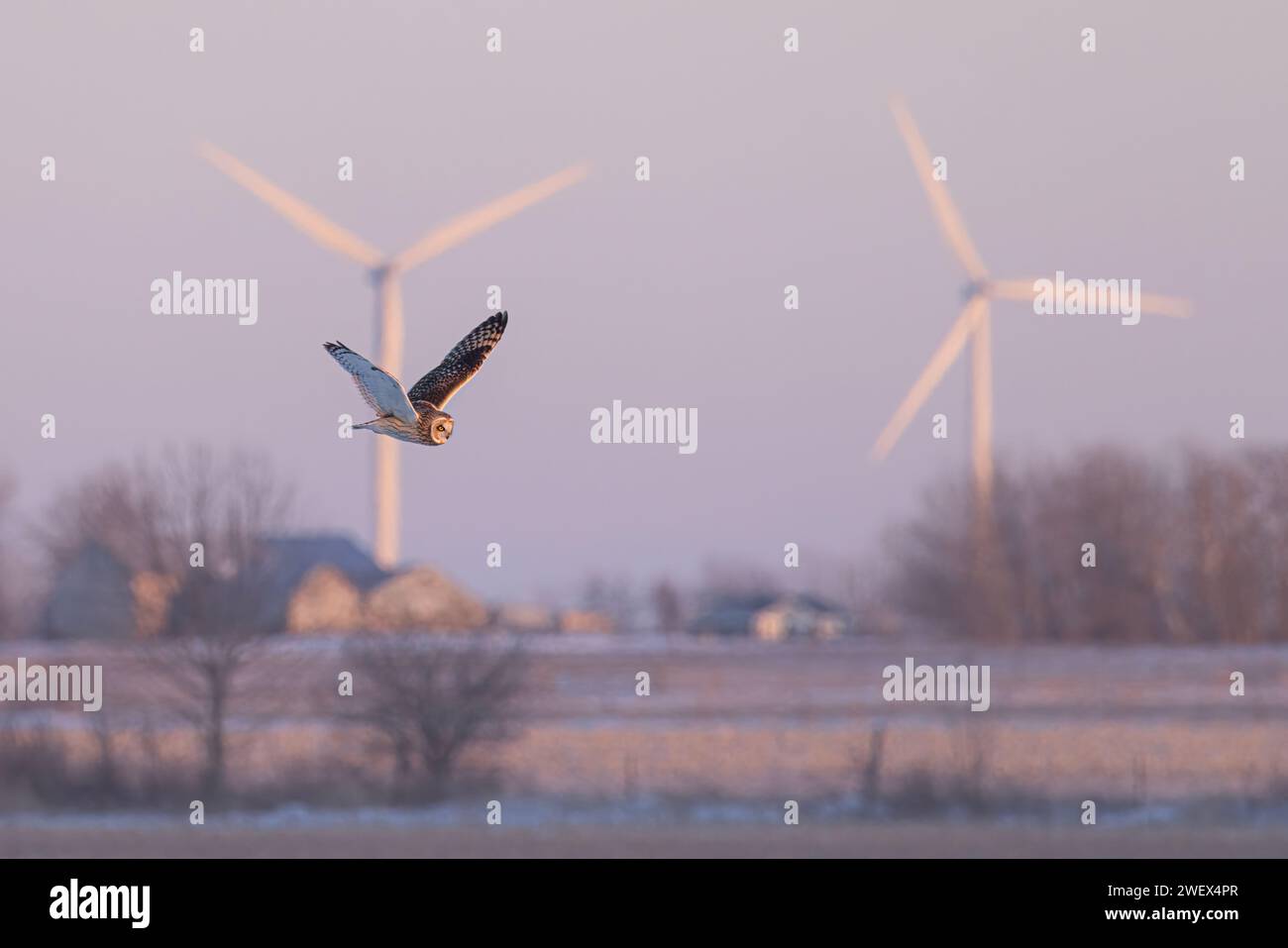 Short-eared owl hunting over a snow covered field in Canada at sunset. Stock Photo