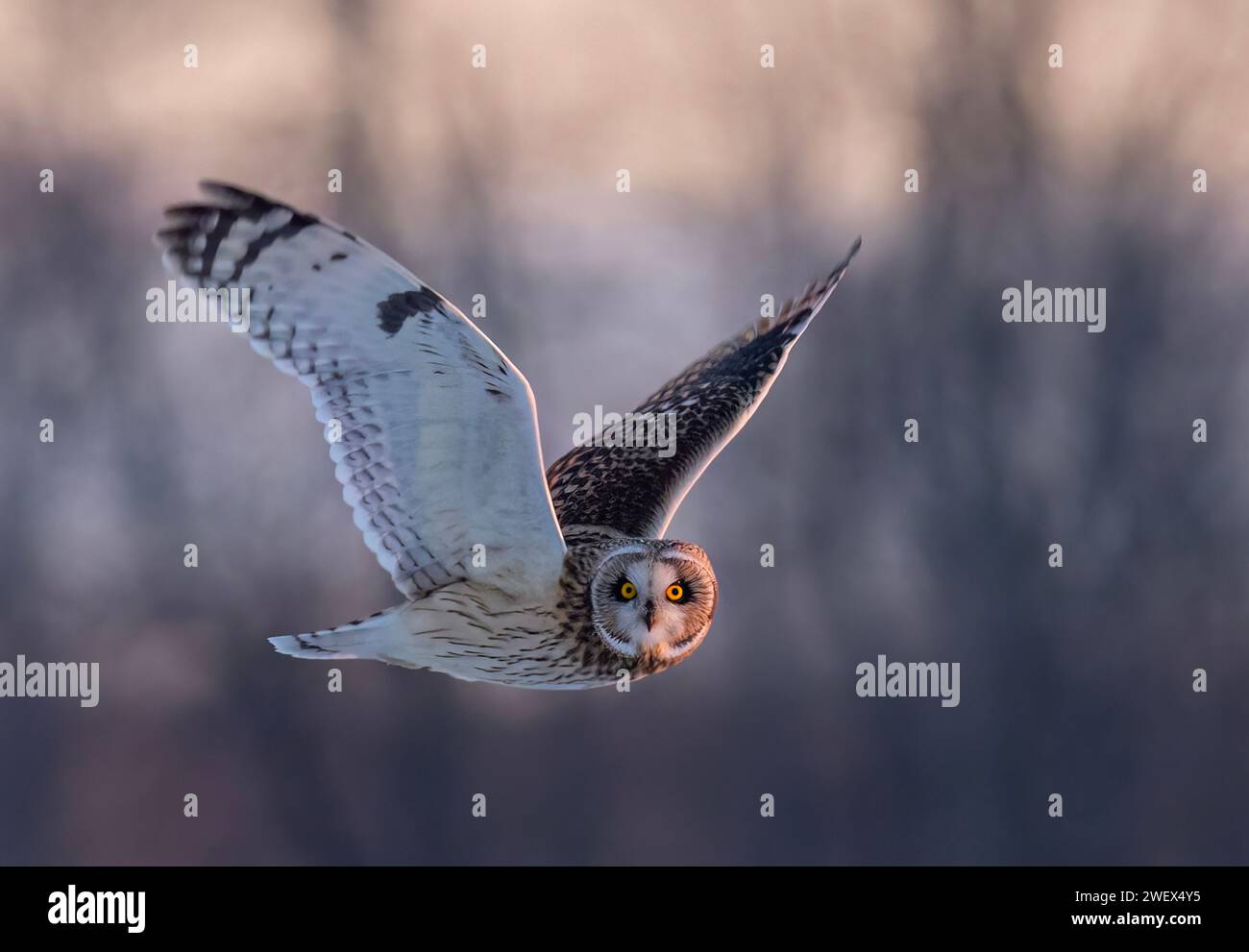 Short-eared owl hunting over a snow covered field in Canada at sunset. Stock Photo