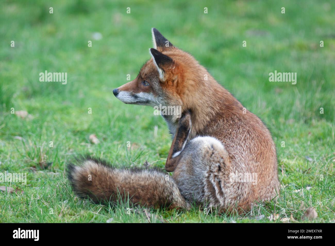 UK Weather, London, 27 January 2023: A dog fox, stitting and scratching his fleas, enjoys the dry and mild weather in a Clapham garden. Credit: Anna Watson/Alamy Live News Stock Photo