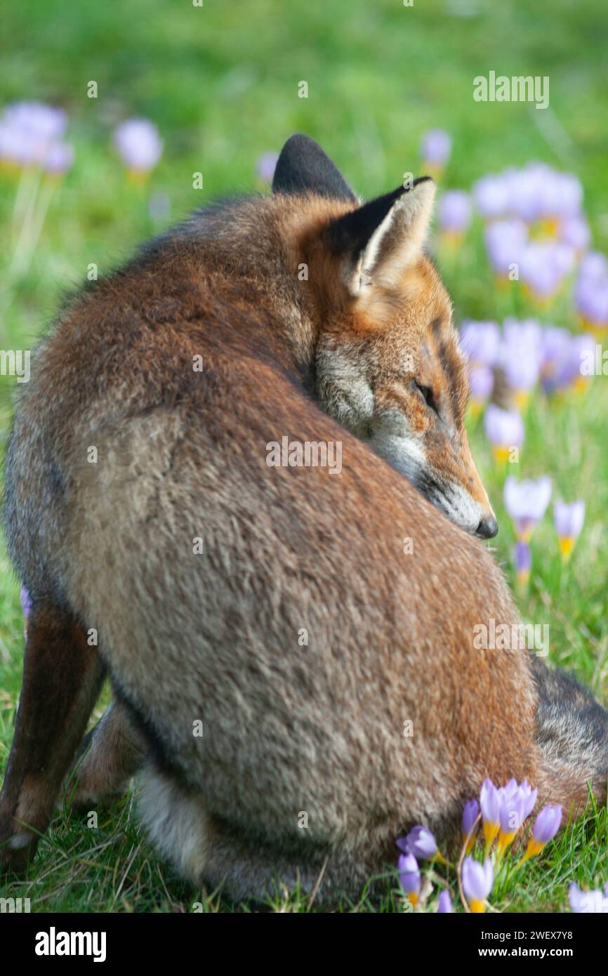 UK Weather, London, 27 January 2023: A dog fox enjoys the dry and mild weather in a Clapham garden where early crocuses are flowering in the lawn. Credit: Anna Watson/Alamy Live News Stock Photo