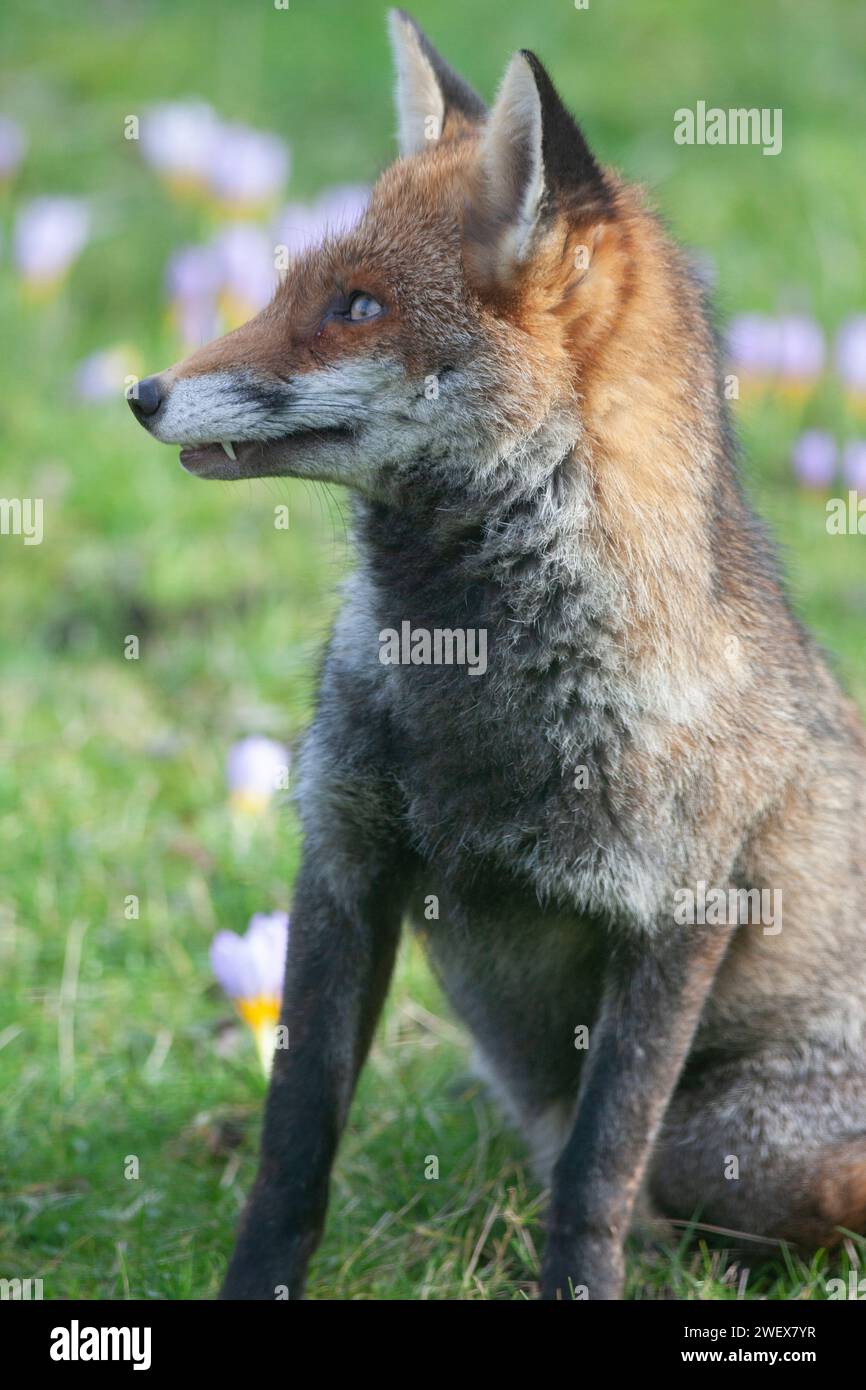 UK Weather, London, 27 January 2023: A dog fox enjoys the dry and mild weather in a Clapham garden where early crocuses are flowering in the lawn. Credit: Anna Watson/Alamy Live News Stock Photo