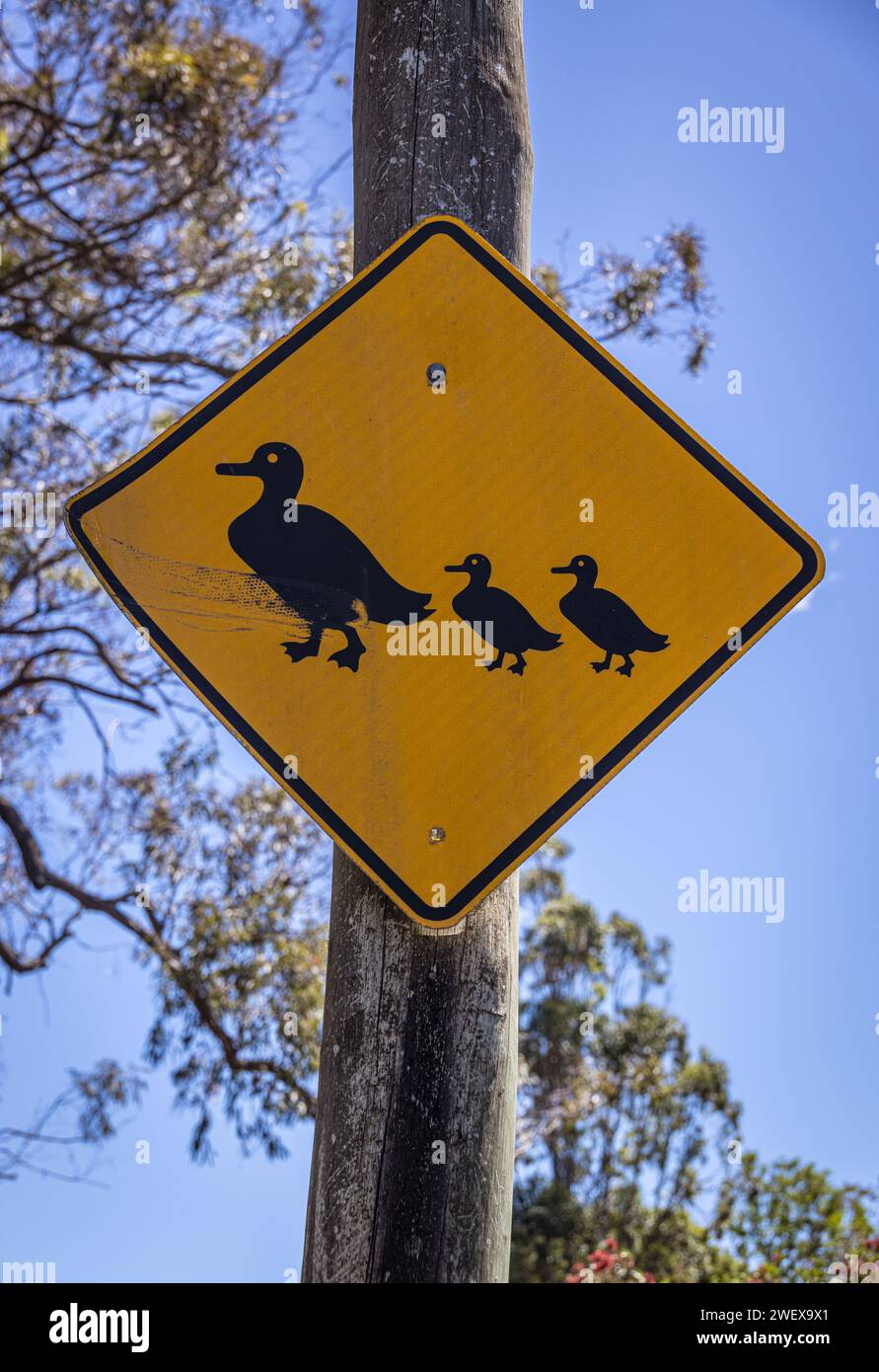 Ducks crossing the road sign, Australia Stock Photo