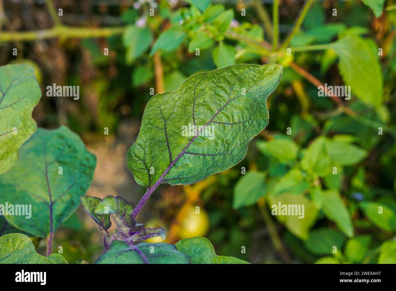 Close-up view of eggplant leaves, Aubergine leaf, Brinjal tree growing up in the farm Stock Photo