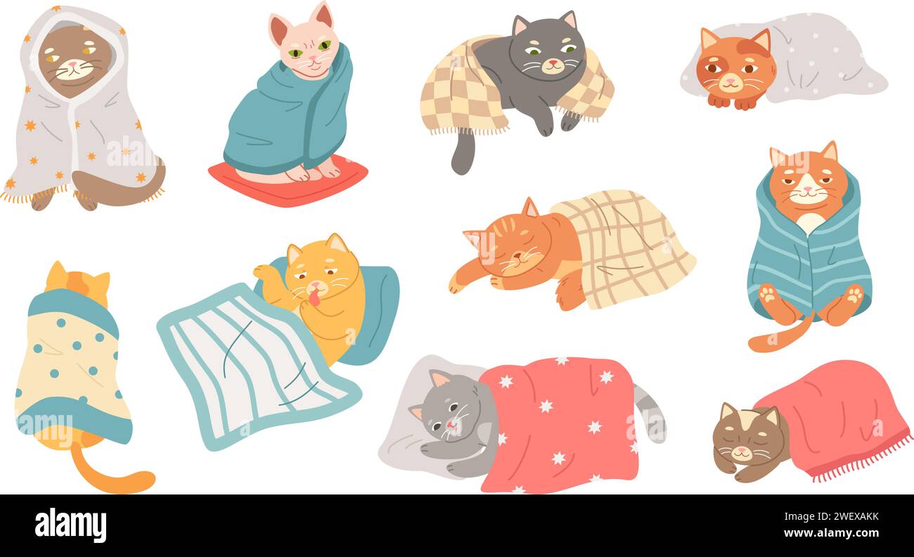 Cute cat sleeping under blanket. Cozy domestic kitten, adorable felines