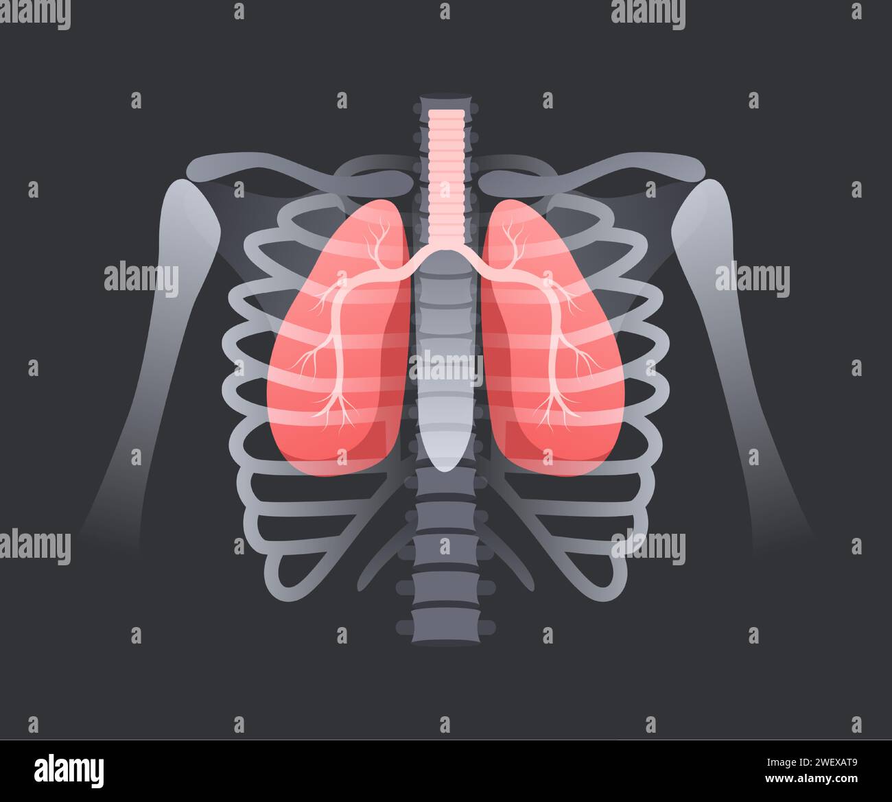 Lung in human rib cage. Respiratory system anatomy, lungs with trachea
