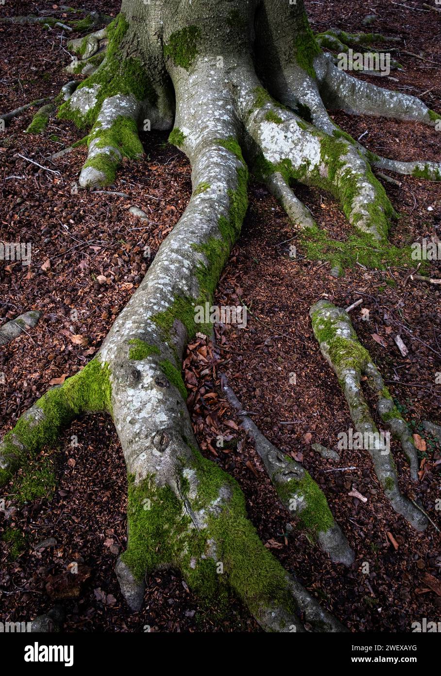 Tree roots spreading on forest hi-res stock photography and images - Alamy