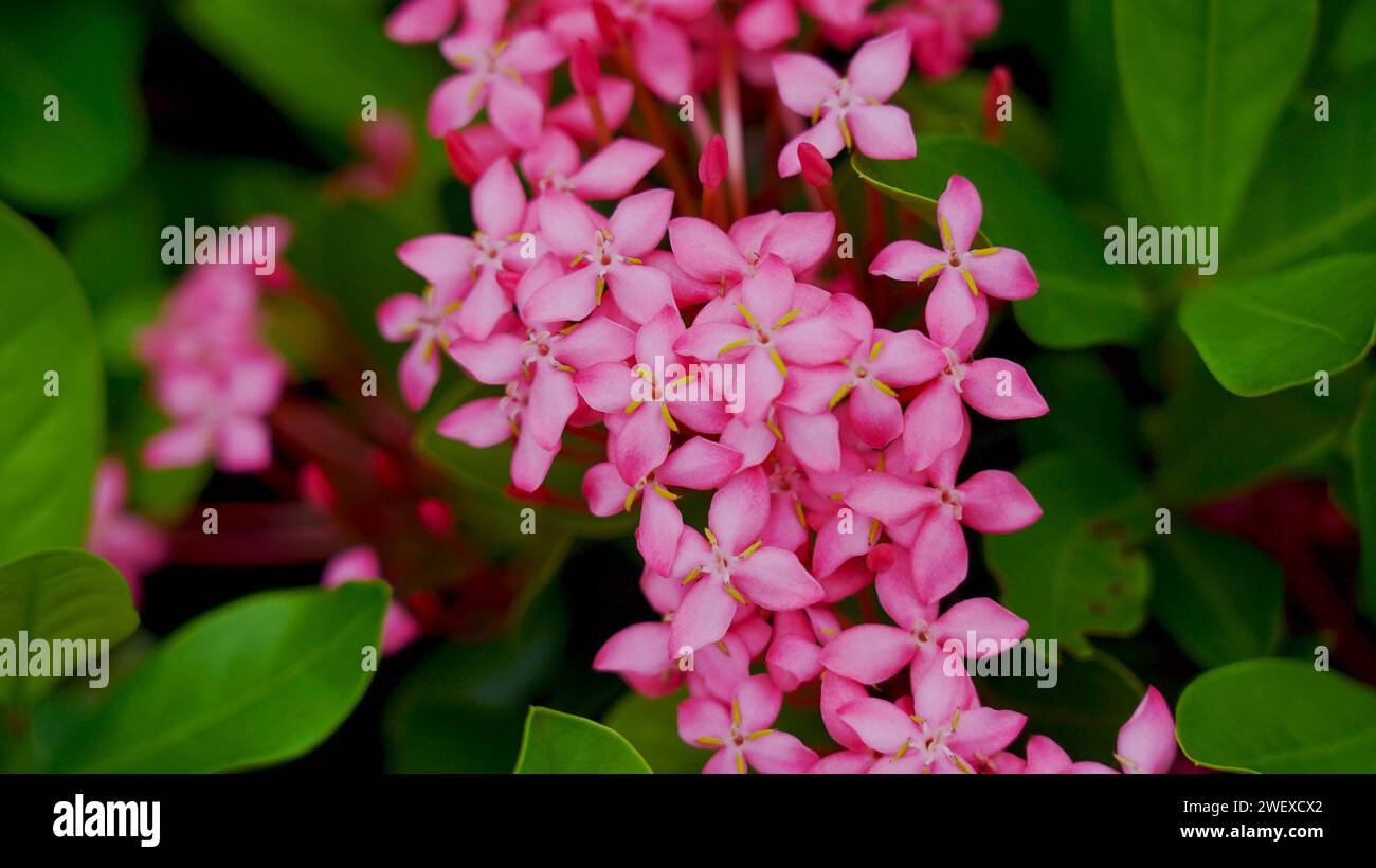 Ixora coccinea (thechi flower). Chethi flower is also known as jungle flame, jungle geranium, pendkuli or flame of the woods. a medicinal plant, used Stock Photo