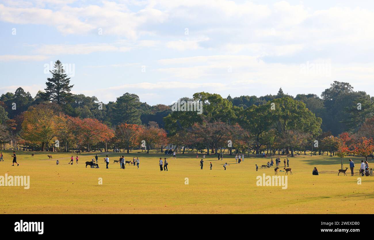 People and wild deer at Nara Park. Visitors can freely feed wild deer at Nara Park. Stock Photo