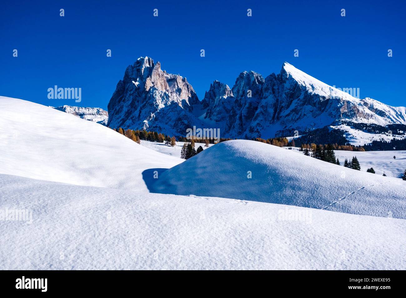 Hilly agricultural countryside with trees, wooden huts and snow-covered pastures at Seiser Alm, in winter, summits of Sassolungo and Sasso Piatto in t Stock Photo