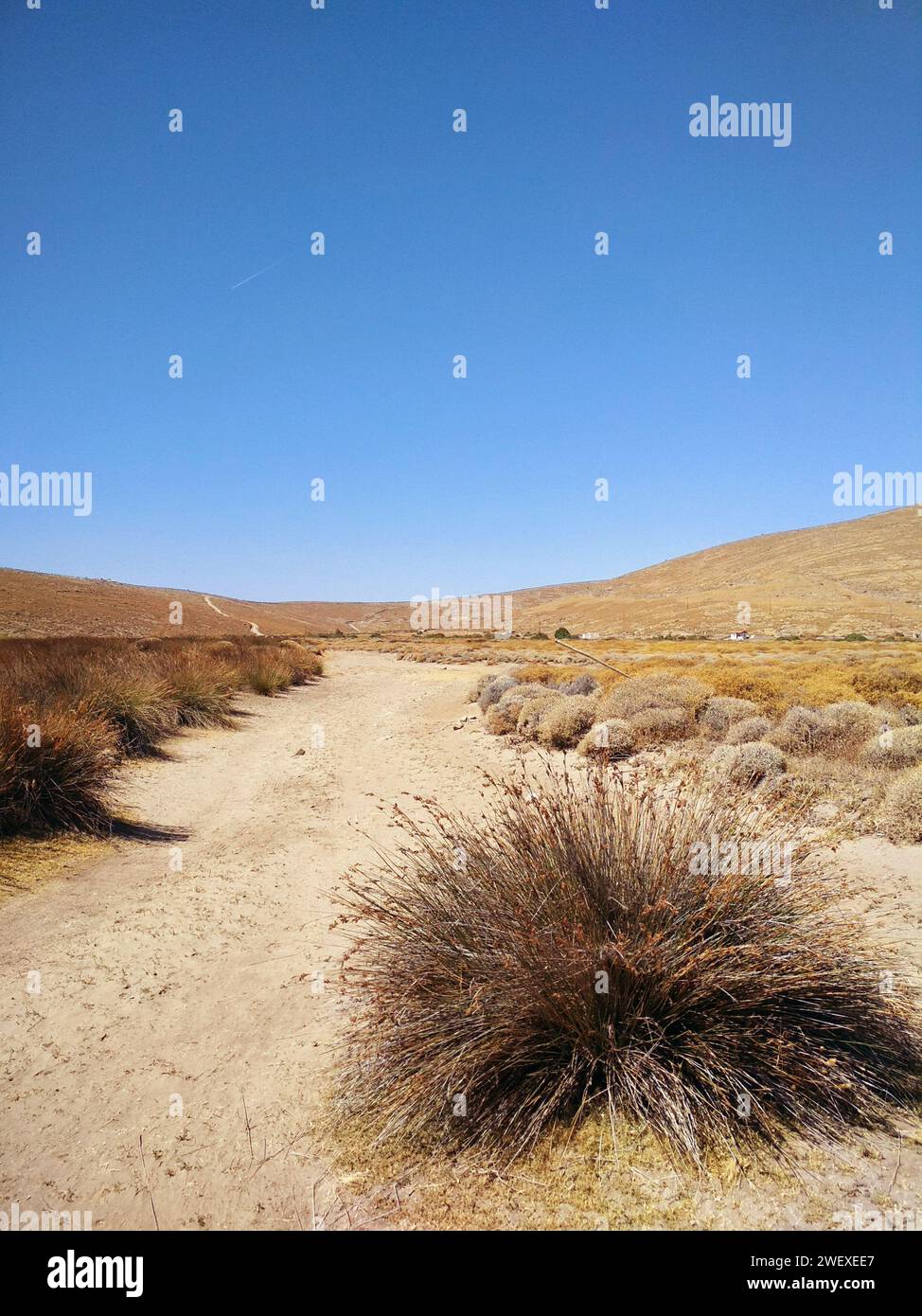 Desert like landscape with plenty of rush, typical plants on alkaline and saline soils, close to Sigri village, in Lesbos island, Greece, Europe. Stock Photo