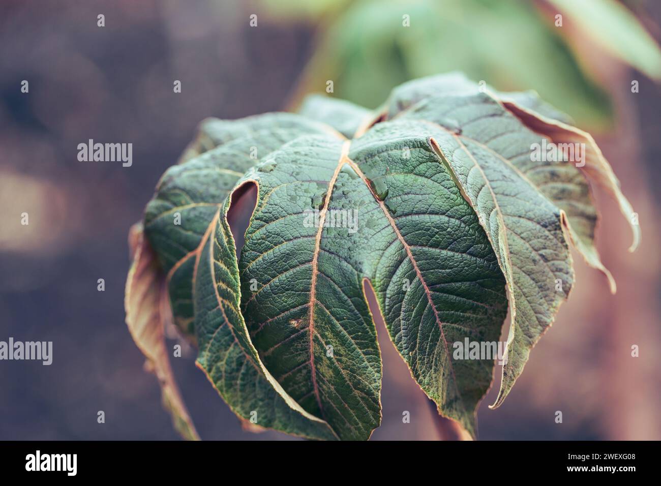 Chinese rice paper plant rex hi-res stock photography and images - Alamy