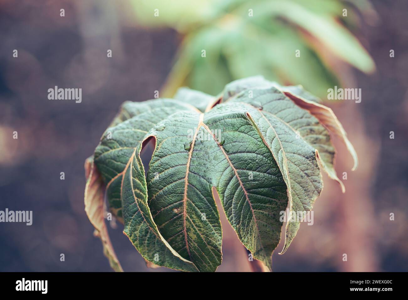 Chinese rice paper plant rex hi-res stock photography and images - Alamy