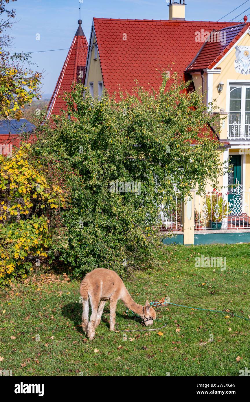 Lamas grasen vor einem Einfamilienhausl Bayern Deutschland *** Llamas grazing in front of a detached housel Bavaria Germany Stock Photo
