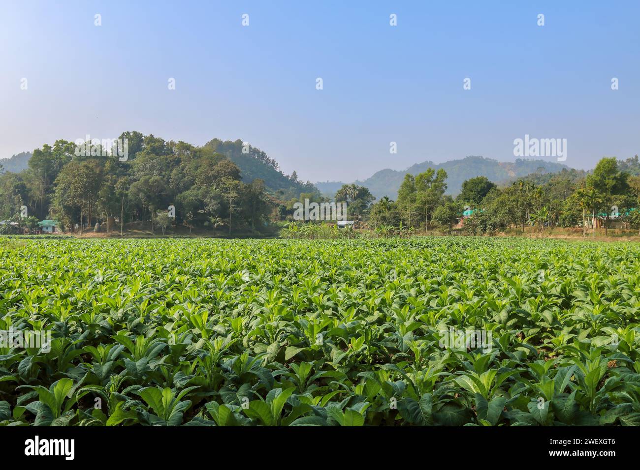 tobacco plantation field.this photo was taken from Bandarban,Bangladesh. Stock Photo
