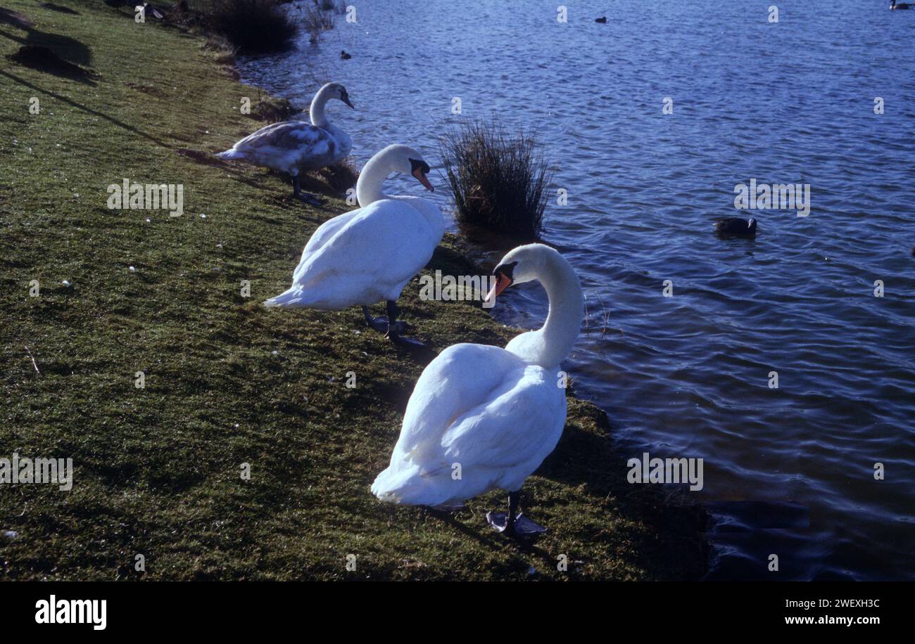 Swans by Needham Lake Stock Photo