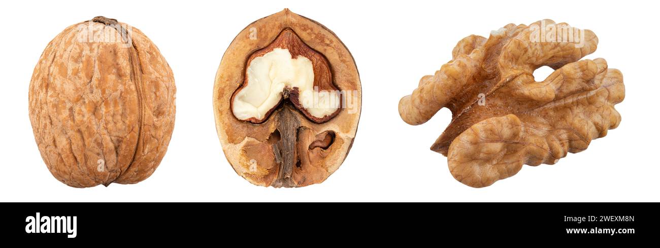 Walnuts Collection Collection walnut isolated on a white background. File contains ...
