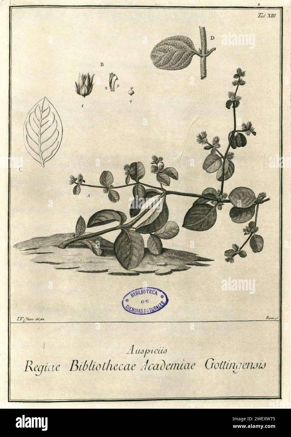 Alternanthera halimifolia as Illecebrum alsinaefolium. Stock Photo