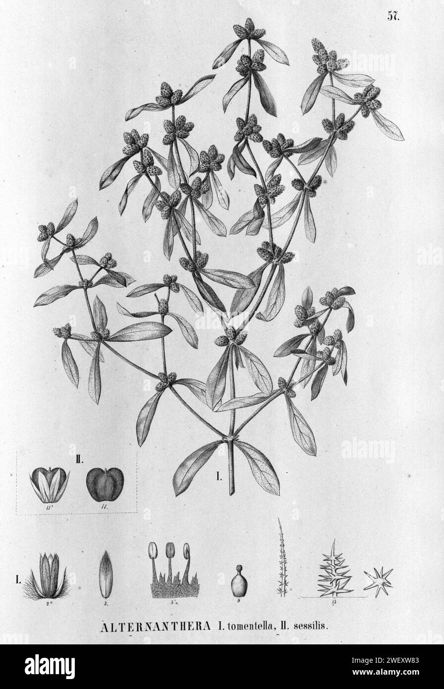 Alternanthera albida as Alternanthera tomentella. Stock Photo